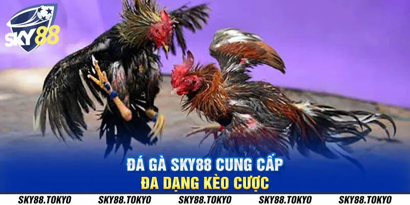 Đá gà Sky88 cung cấp đa dạng kèo cược