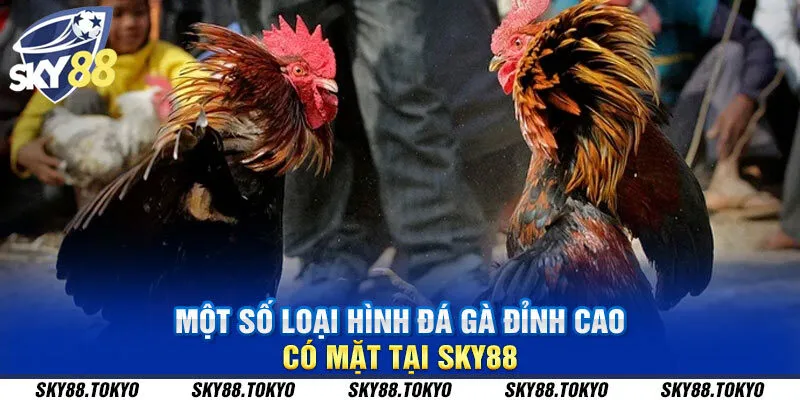 Một số loại hình đá gà đỉnh cao có mặt tại Sky88