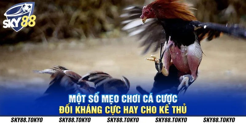 Một số mẹo chơi cá cược đối kháng cực hay cho kê thủ