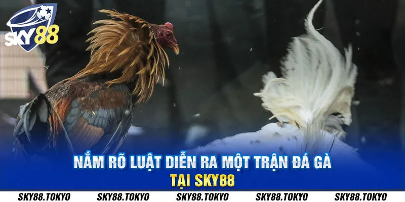 Nắm rõ luật diễn ra một trận đá gà tại Sky88