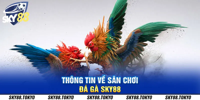 Thông tin về sân chơi đá gà Sky88 